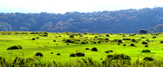 Holiday Bungalows in Nuwara Eliya - Moon Plains - Image